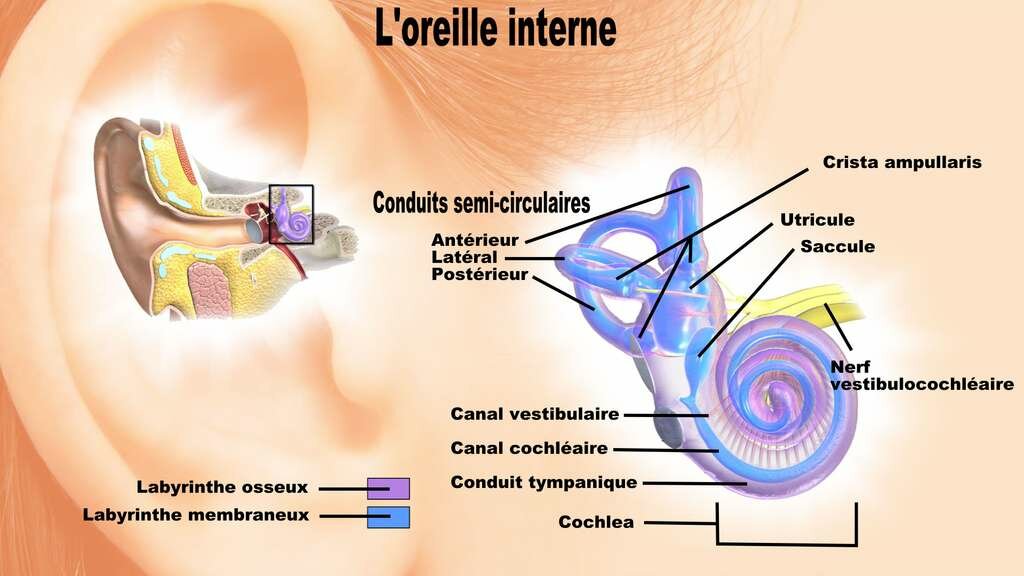 anatomie_oreille_interne.jpg